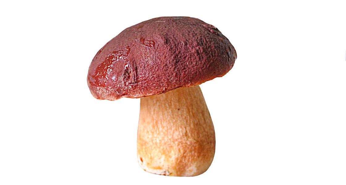 bay boletus