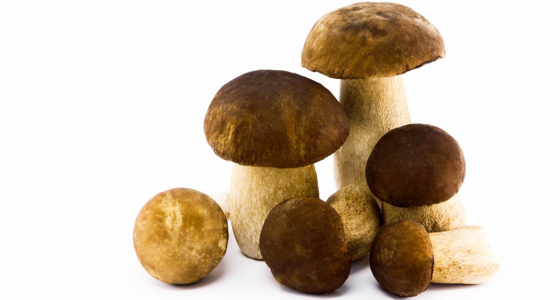 boletes