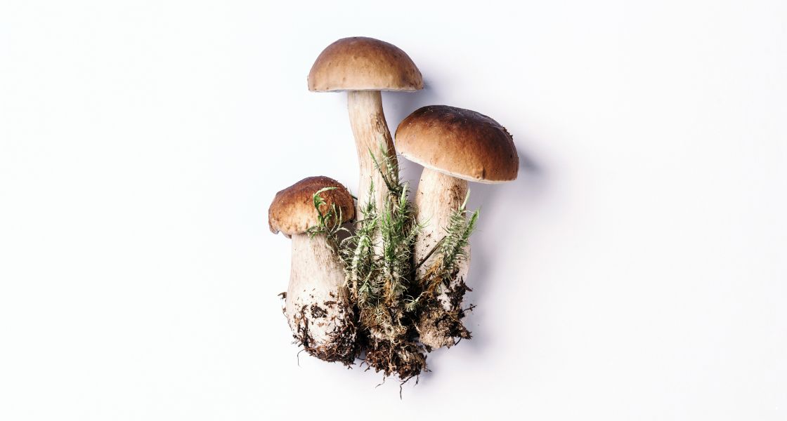 boletus-edulis