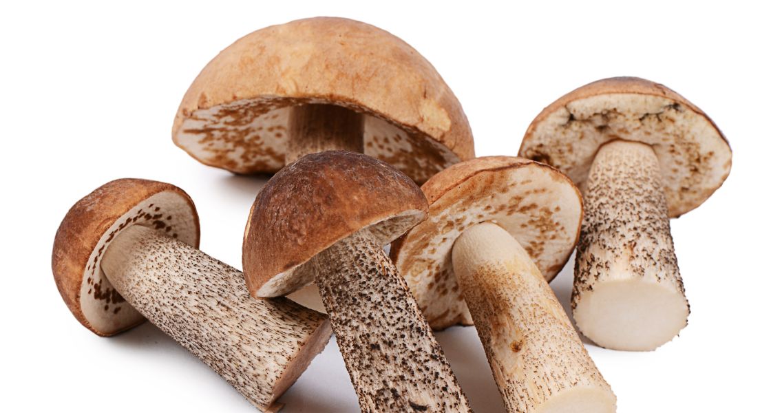 cap boletus