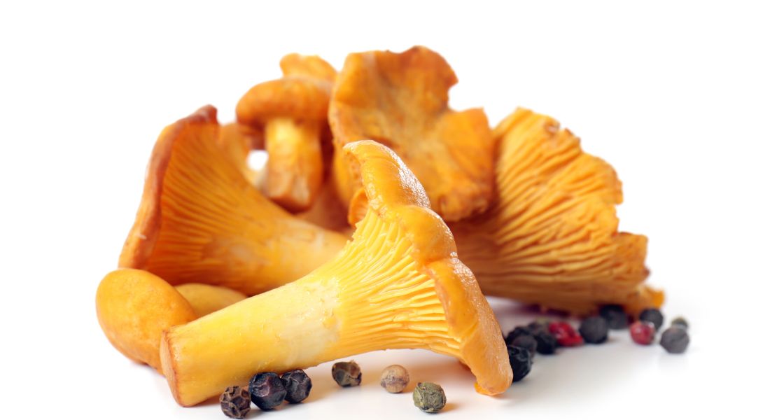 chanterelles