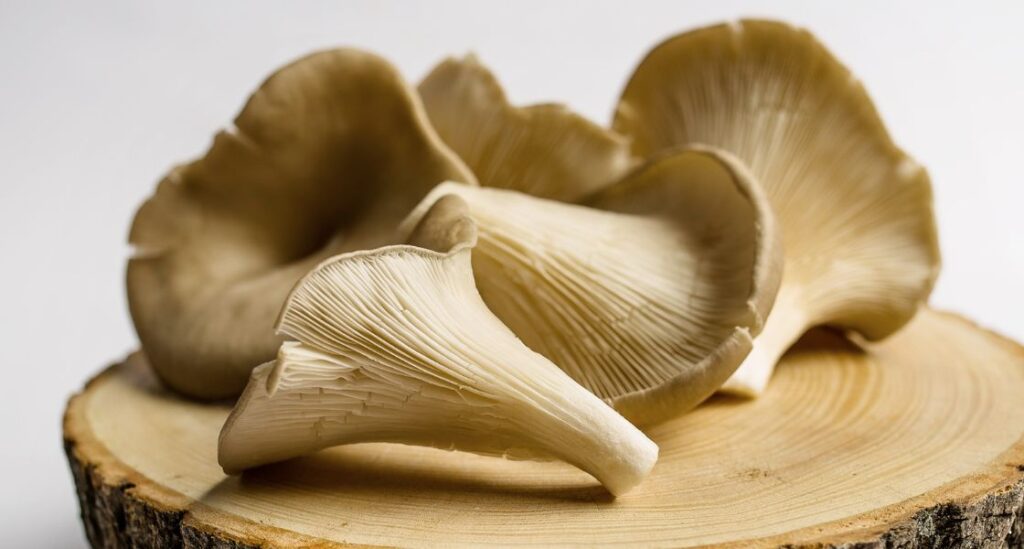 oyster mushrooms