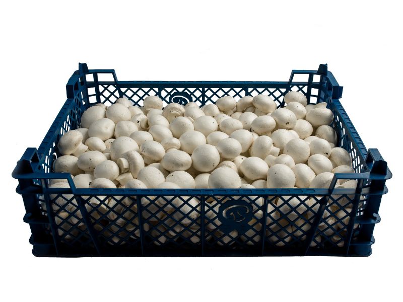 white mushroom crate