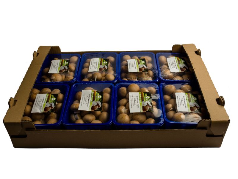 brown champignons wholesale