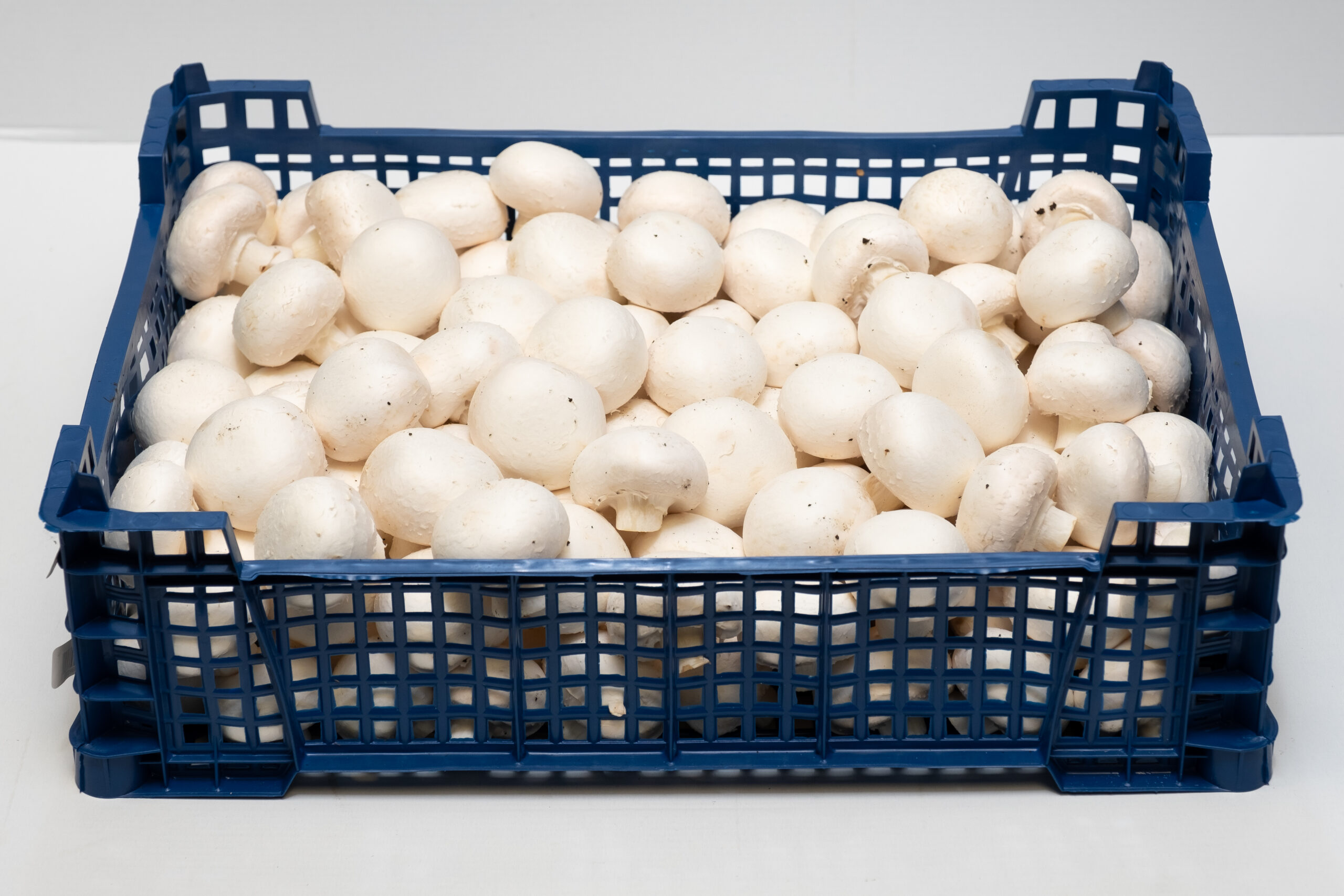 white mushrooms trays