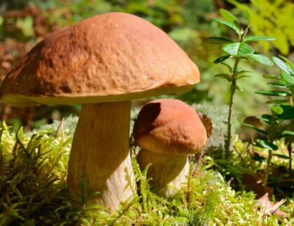 forest mushrooms