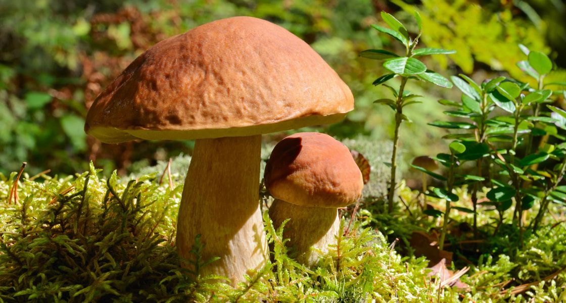 forest mushrooms