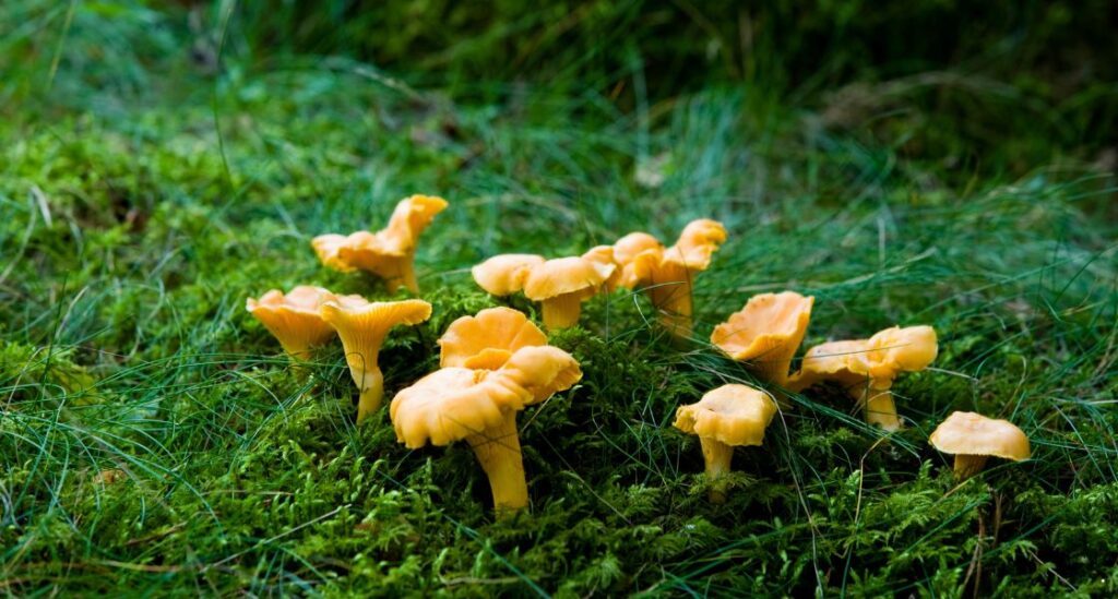 golden chanterelle