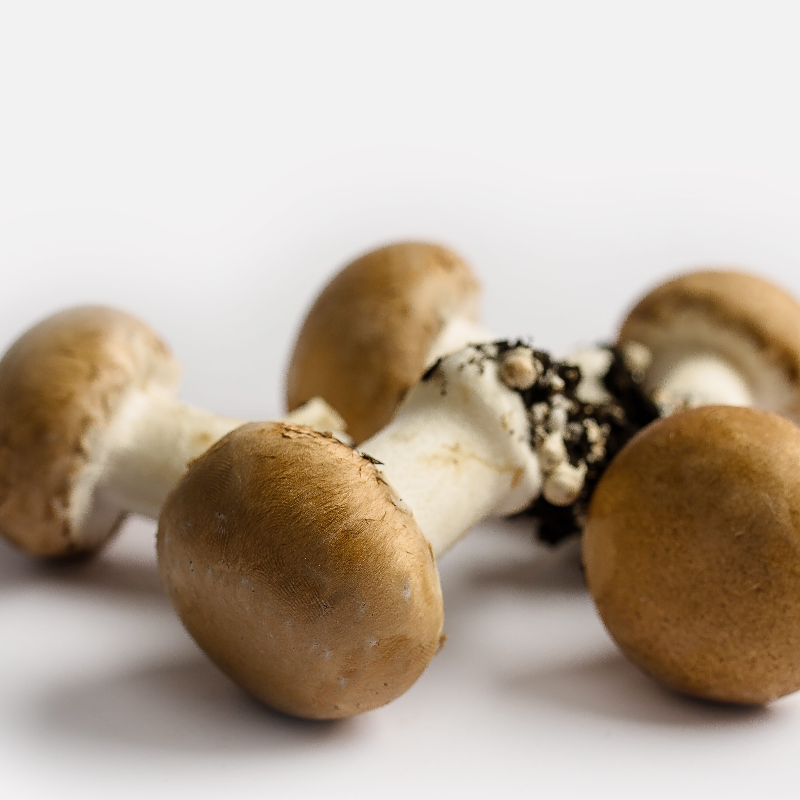 brown mushrooms