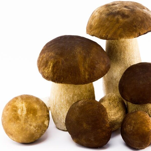 boletes