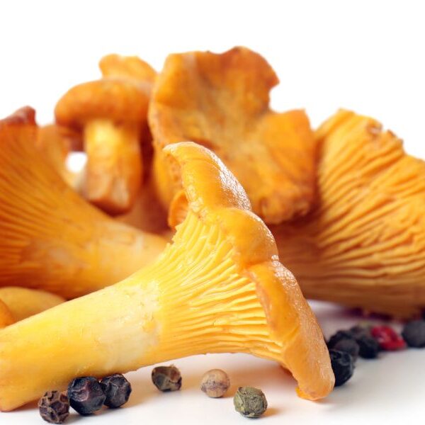 chanterelles