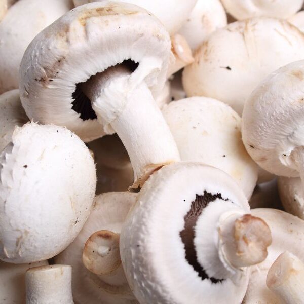 cup mushrooms