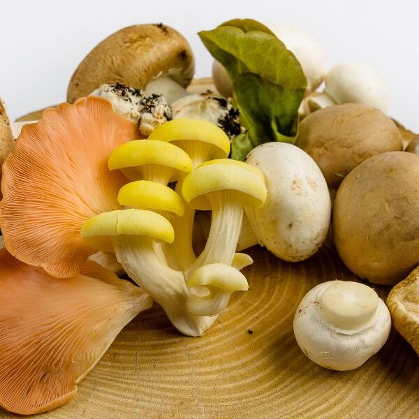 exotic mushrooms