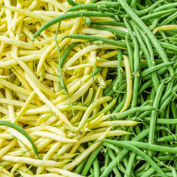 green and yellow beans wholesale