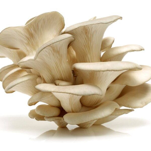 grey oyster mushrooms