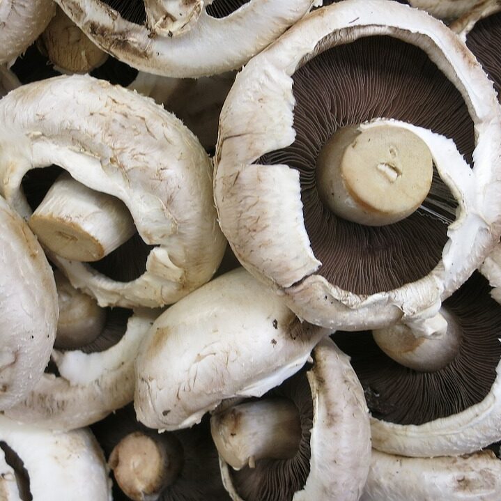 bio mushrooms