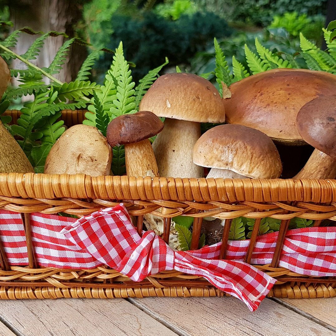 bay boletes in basket