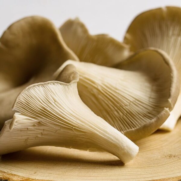 oyster mushrooms