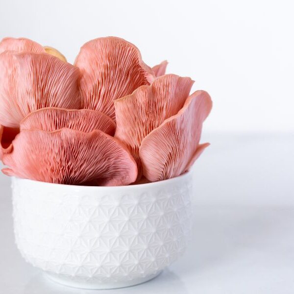 pink oyster mushrooms