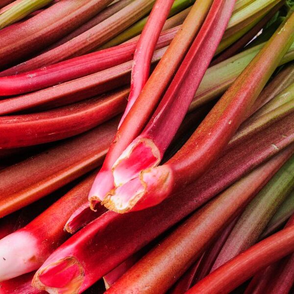 rhubarb wholesale