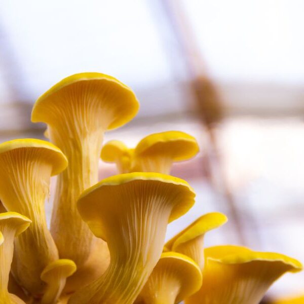 yellow oyster mushrooms